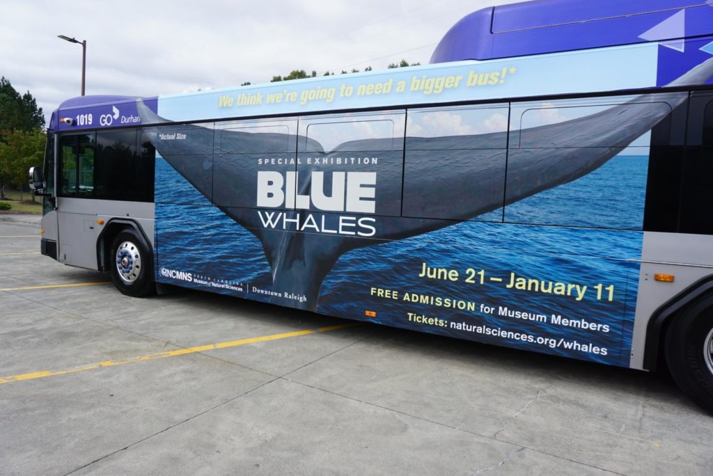 The new super kong advertisement features the tail of a blue whale - that is actual size!