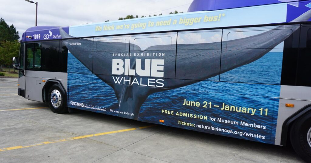 The new super kong advertisement features the tail of a blue whale - that is actual size!