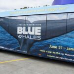 The new super kong advertisement features the tail of a blue whale - that is actual size!